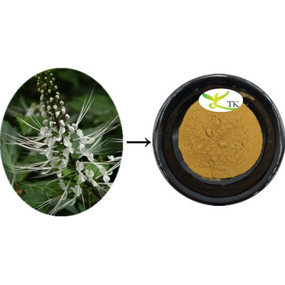 自然オルソシフォン アリストタス 抽出物 オルソシフォン 葉 抽出物 粉末 クリーニング カルキュール